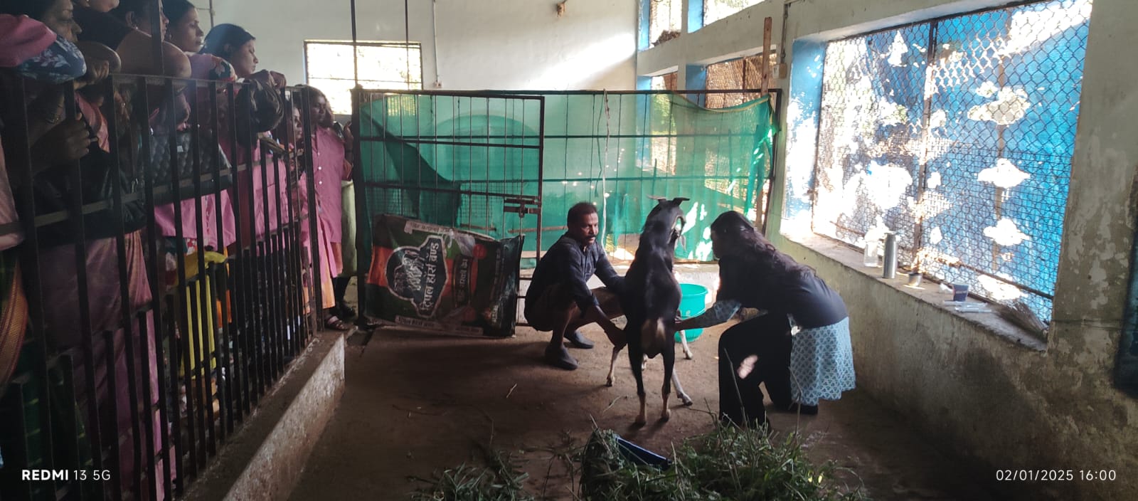 Departmental Facility – Semen Collection And Evaluation Of Goat Semen